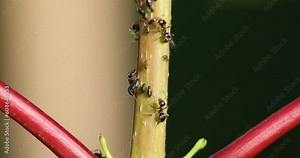 Ants and aphids on a young maple tree