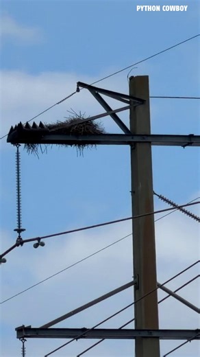 These parakeets might look harmless, but they’re an invasive species in Florida. We’ve been seeing them nesting on power lines and infrastructure places native birds don’t. Another reminder why managing invasive species matters. | Python Cowboy Hunts