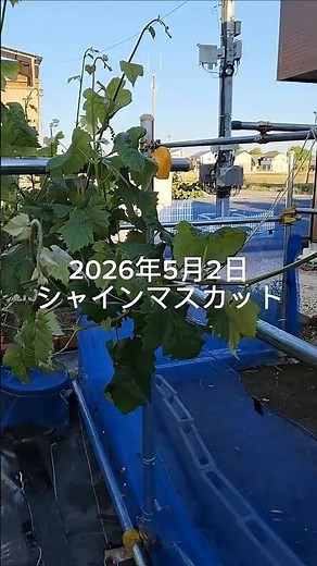 2026年5月2日 「シャインマスカット鉢植え｜風で枝ズレ＆摘芯タイミング到来！」