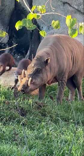 Otters with Moe the Babirusa for the First Time - Cincinnati Zoo #shorts