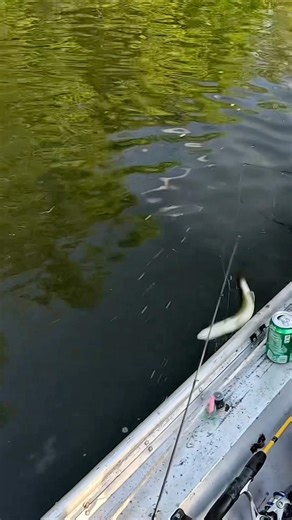 Someone needs to learn how to use a net!!! 😡￼ #beats #fishing #funny #close