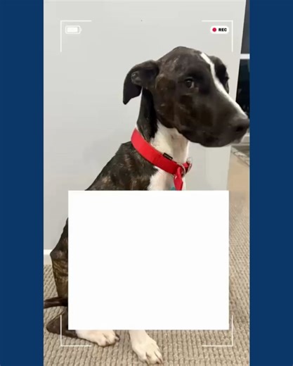 Sutherland Shire Council on Reels