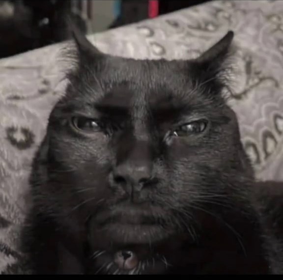 larry. #larry #trendvideo #fypageシ #catmeme #scarycat #evillarry #memestiktok #orientalshorthair #cat #fyppppppppppppppppppppppp #fyp?fyp??fyp???fyp????fyp?????fyp???? #fypシ゚ #larrymeme #james #fypfypfypfypfypfypfypfypfypfypfypfypfyp