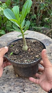 4.4K views · 33 reactions | Hasil program akar Adenium #adenium | Kebunabbe Mrz | Facebook
