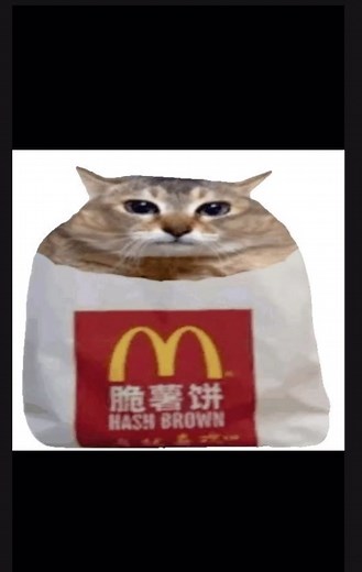 Funny Cat Memes That Will Make You Laugh