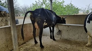 Closeup Indian Black Cow Defecating Pooping: стоковое видео (без лицензионных платежей), 1104016883 | Shutterstock
