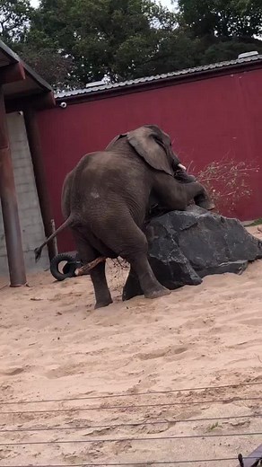 Farting elephant 😳😂 #Elephant #Fart #WMSP