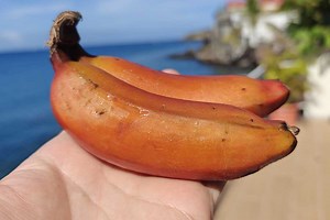 Musa acuminata : il existe une variété de bananes rouges au goût très sucré et crémeux