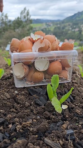 1K views | Turn your kitchen waste into powerful plant food! 讀 In this video, learn how to transform eggshells into liquid calcium your plants can actually absorb. This natural homemade fertilizer helps prevent blossom-end rot and strengthens stems, all using ingredients you already have at home. Perfect for tomatoes, peppers, and other fruiting plants | Gardening Tips | Facebook