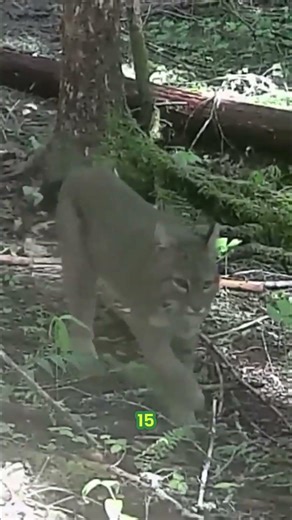 Bobcat Size: Male vs. Female - You Won't Believe The Difference! #shorts