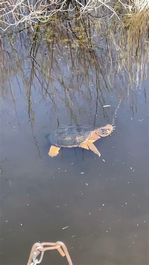 Snapping turtle, hanging out. #natureencounter #wildlife #wildontario #animals #nature #cute