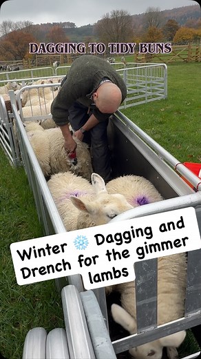 13 reactions | Winter prep for non-breeding sheep is just as...