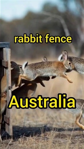 rabbit fence