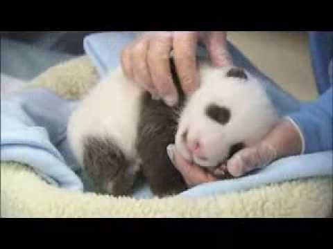 Hear a Baby Panda Roar!