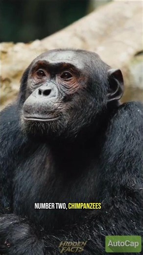 Top 3 Most Intelligent Animals in the World 🧠🐬#animalfacts #wildlife #Shorts
