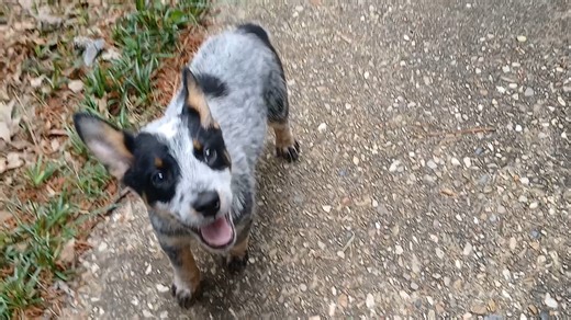Australian Cattle DogBlue Heeler puppy for sale