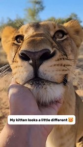 The biggest purr you’ve ever heard. 🦁🔊 That rhythmic huffing means she’s completely at peace. It’s basically the heavy-duty version of a house cat's purr, and seeing her lean into those chin scratches is everything. Tag someone who needs some big cat energy in their feed today! 👇 #lioness #bigcats #wildlife #naturelovers #cats | Smart Animals