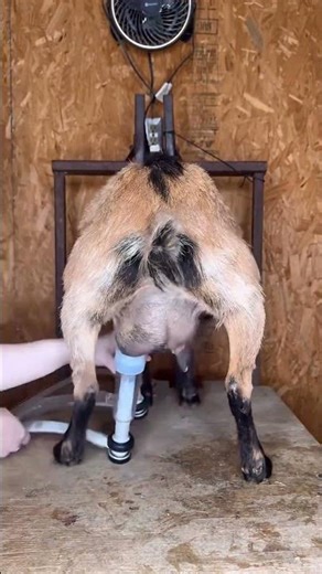 goat milk machine 🤯