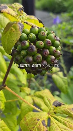 가시오가피 열매가 익어갑니다.열매를 건조했다 에어프라이어에 3분 덖어 차로 마시면 간기능 개선,기억력 향상,혈압조절,혈관건강,관절 건강을 지킬 수 있어요.오가피 열매 버리지 마세요