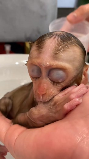 Baby monkey chilling in the bathtub 🛁🛁​​ Swingo!!! #monkey #cute #baby #monkeys #monkeycrying #monkeylove #Monkeyvideos #MonkeyLife | Swingo Monkey