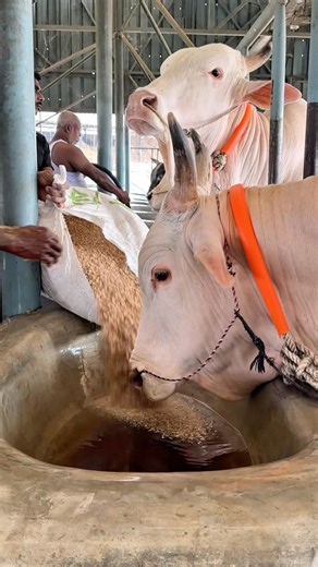 Afternoon feeding time for this majestic albino Ongole bull 🐂🔥