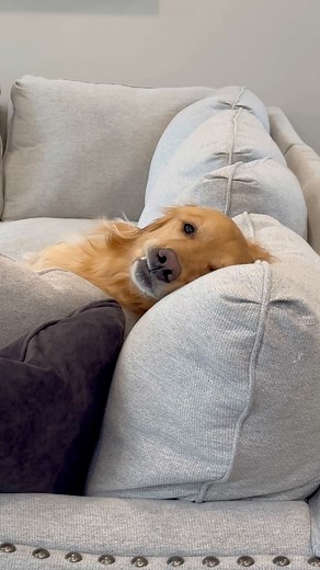 710K views · 35K reactions | My dog is always two steps ahead of me! #dog #goldenretriever #dogsoffacebook | Aguyandagolden | Facebook