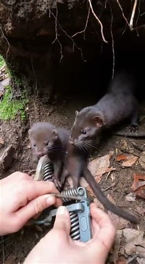 Hands Prying a Trap in a Tight Forest Den
