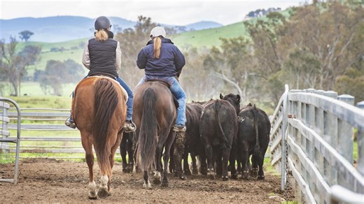 Bull sales defy drought conditions