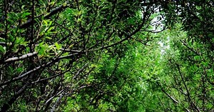 Stephanie Nielson's memoir 'Heaven Is Here' describes faith, trials