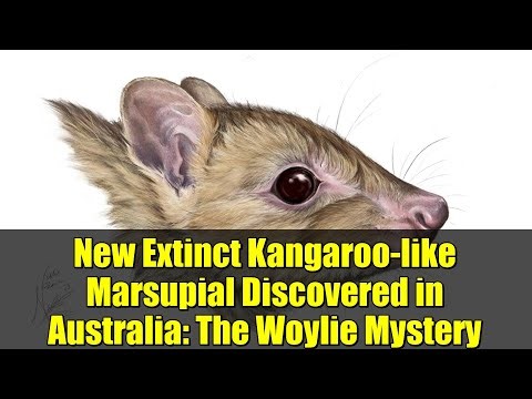 New Extinct Kangaroo-like Marsupial Discovered in Australia: The Woylie Mystery