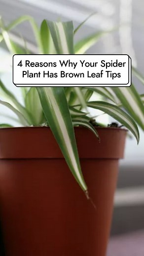 Is your spider plant looking a little burnt on the ends? We explain the most common reasons your spider plant could have brown leaf tips and how to better prevent this plant issue from happening. #TheSpruce #plantcare #houseplantclub #indoorjungle #gardentips | The Spruce