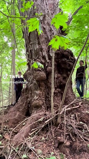 A BEAST of an old Silver Maple in #Montgomery County, New York. #bigtreeseekers #bigtrees #bigtrees #nybigtrees #nysbigtrees #biggesttrees #iloveny