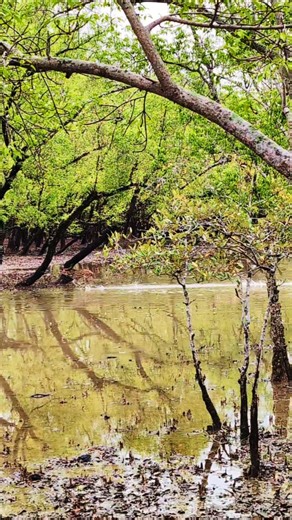 A magical trip to Sundarban! #mangrove #forest #mangroveforest #sundarban #khulna #cruiseship #deer #wildlife #woods | Bithy Soptorshi Douzaveen