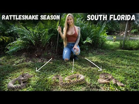 Rattlesnake Season - South Florida