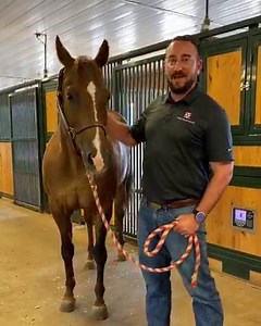 83K views · 800 reactions | Meet Jack  a senior horse at the Purina...