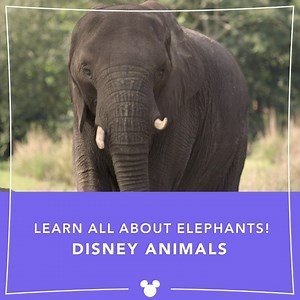 2.1K views · 54 reactions | Celebrate Elephant Appreciation Day with...
