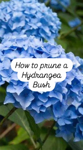 How to prune hydrangeas