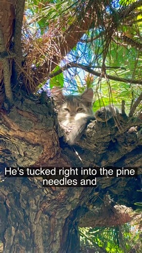 You’ll never know where I found Miko hiding for nap today 💤 #cat #cutecat #catvideos #kitty #cat