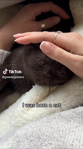 Adorable Brown Cats Compilation | Funny Cat Videos on TikTok