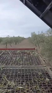 Olive Harvesting – Zeytin Toplama #oliveharvest #farming #agriculture | 1Dakika Bilgi