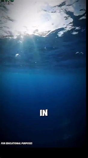 Just watched 'The Salp: The Ocean's Transparent Climate Hero' documentary! 🌊 #documentary #fyp | Cloud Of Movies