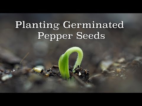 Planting Germinated Pepper Seeds