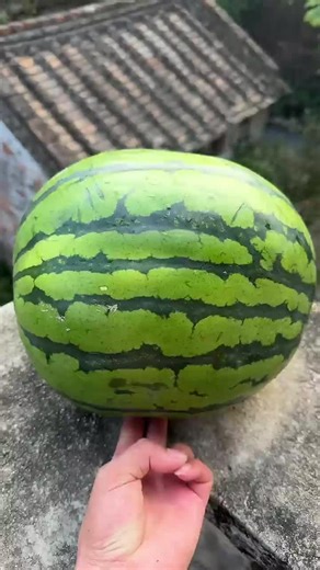 experiment will the watermelon explode if it rolls down from hig building #viral #fyp #ballon #usa #trending
