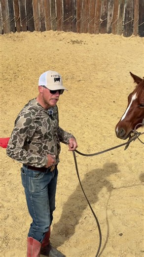 Understanding the Challenges of Colt Starting