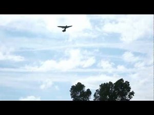 Artificial bird and flock of seagulls