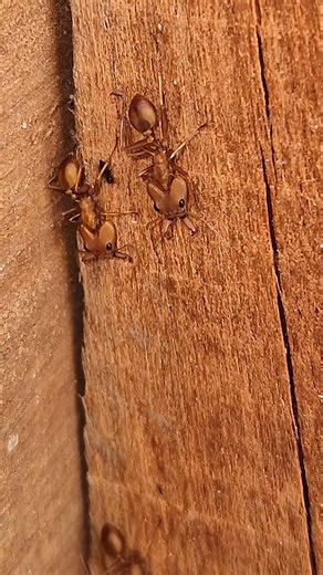 Daceton not sure wat Sp. #ant #Daceton #wildlife #suriname | Serge Pasquasy