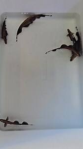 1K views · 22 reactions | Golden Ghost Knife fish available. Approx 8 to 9 cm Sized. Some are plain Golden / Brown and some are spotty. Please research tank compatibility before purchase. | Aquarium Pet & Produce | Facebook