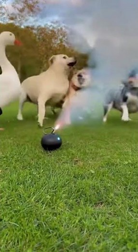 The Goose’s Dangerous Prank #goose #boom #shorts