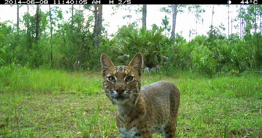 Watch a Bobcat Snatch a Turkey Out of Midair in This Incredible Trail Cam Video