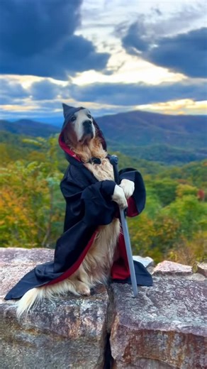 Journey of a Service Dog on Instagram